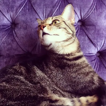 Maison Deco קטאניה